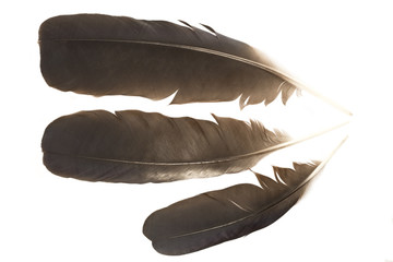 Raven feathers