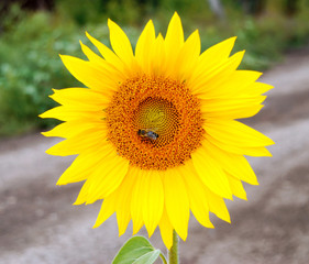 Sunflower