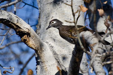 Female Wood Duck Perched in a Tree