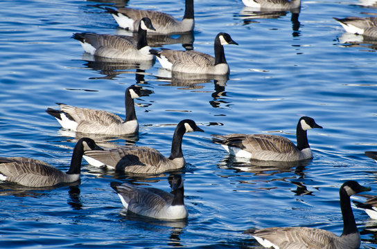 Flock of Canada Geese Swimming in Lake