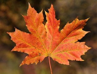 Red maple