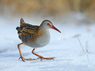 Water Rail on Snow