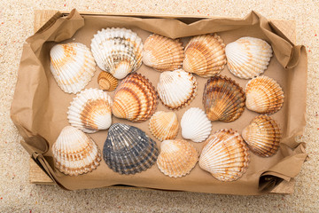 Sea shells in box