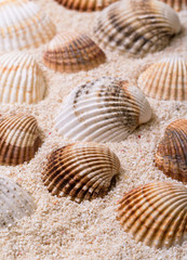 Sea shells with coral sand