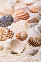 Fototapeta na wymiar Muszelki z piasku koralowego