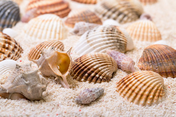 Sea shells with coral sand
