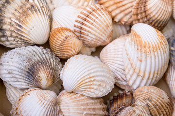 Heap textured sea shells