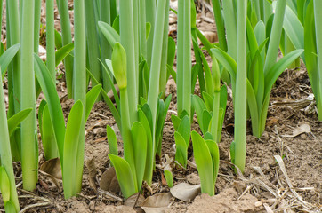 Fototapeta premium Plant Shooting