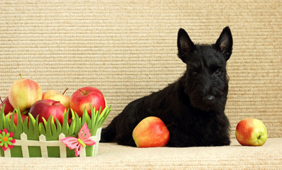 scottish terrier with apple