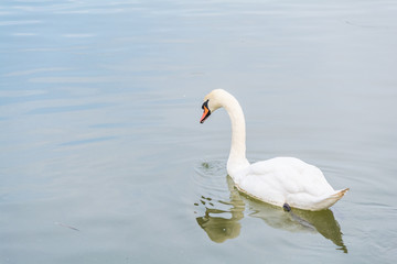 Swan Drinking