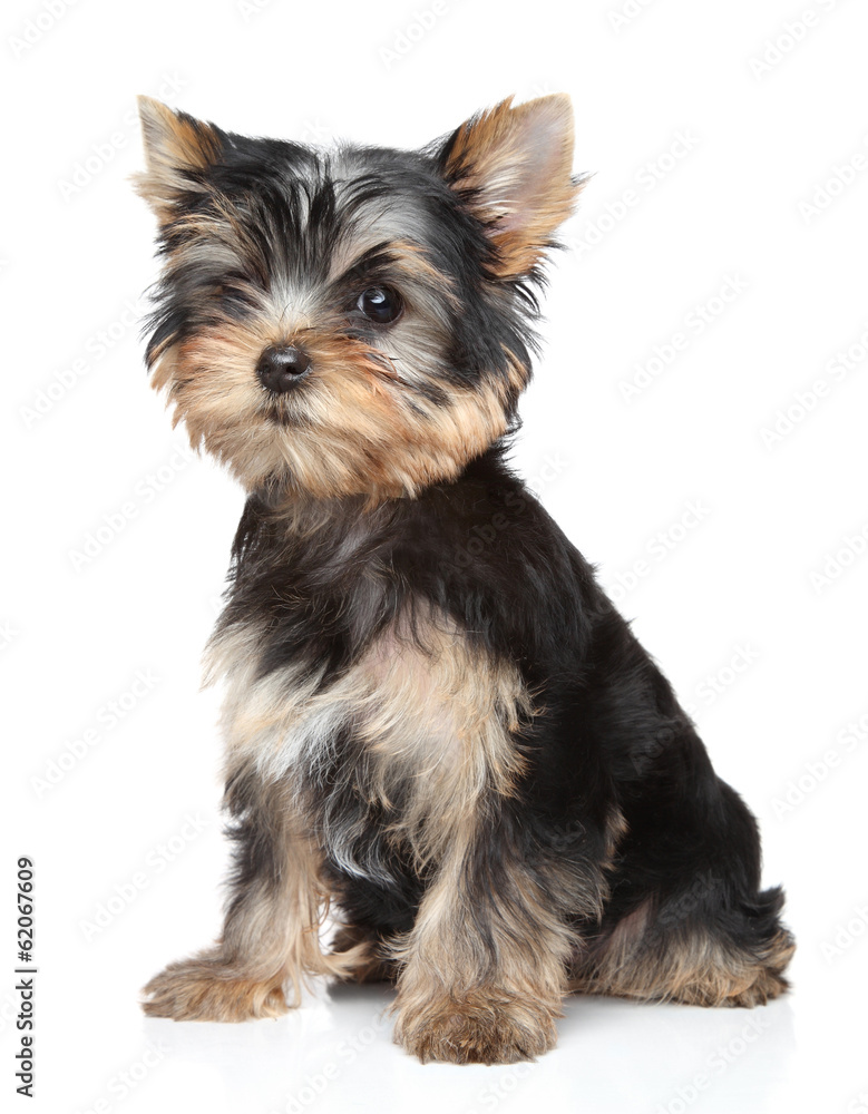 Wall mural yorkshire terrier puppy