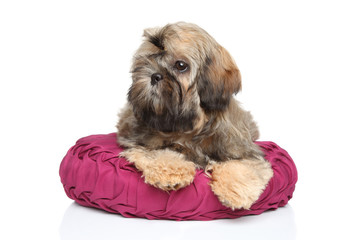 Shih-tzu puppy lying on pillow