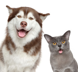Happy pets on white background