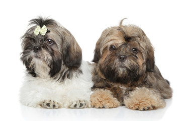 Shihtzu puppies lying on white background