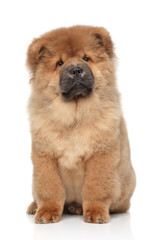 Brown Chow chow puppy