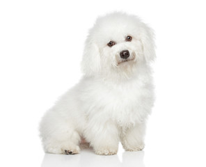 Bichon Frise dog