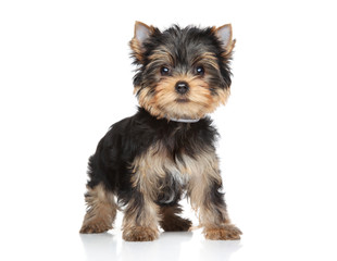 Yorkshire terrier puppy portrait