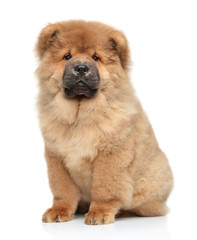 Chow-chow puppy