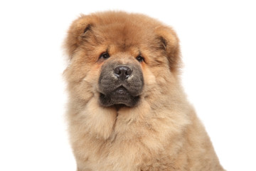 Chow chow puppy close-up portrait