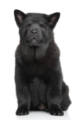 Black Chow chow puppy on white background