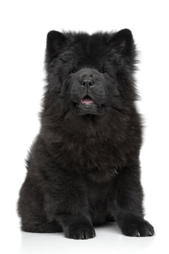 Black Chow chow puppy