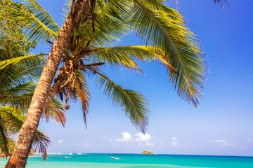 Palm Tree and Caribbean
