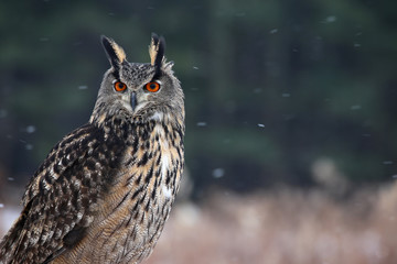 Eagle Owl Staring