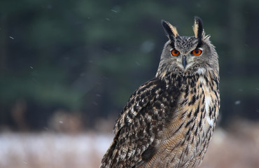 Proud Eurasian Eagle-Owl