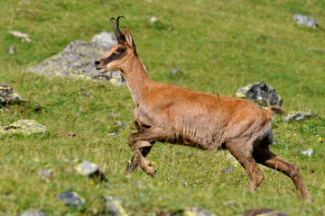 isard des Pyrénées