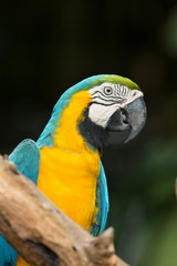 Macaws parrots