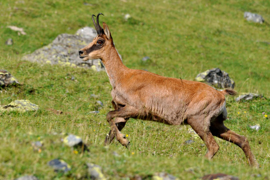 isard des Pyr&eacute;n&eacute;es
