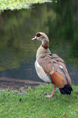 Egyptian goose