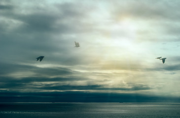 Calm After Storm. Birds Flying over Ocean with Storm Clouds. Wil