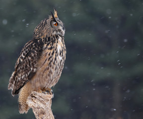 Naklejka premium A Eurasian Eagle Owl (Bubo bubo) 
