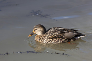 Mallard Duck Hen, Olivet, Loiret, France