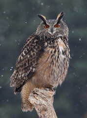 Staring Eurasian Eagle Owl