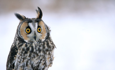Long-eared Owl Head-shot