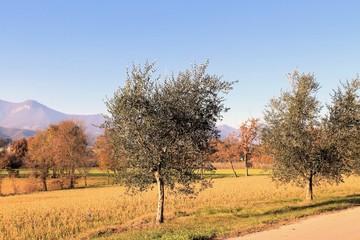 Olive tree
