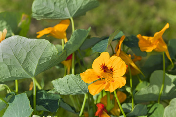 Blooming Yellow nastursiums flowers