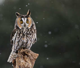 Naklejka premium Startled Long-eared Owl