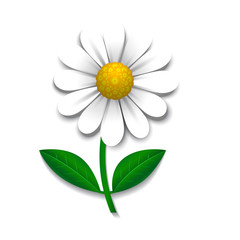 Vector daisy, design element