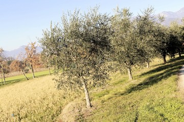 Olive tree