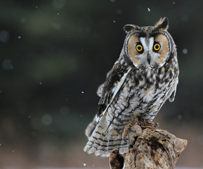 Naklejka premium Long-eared Owl Sitting