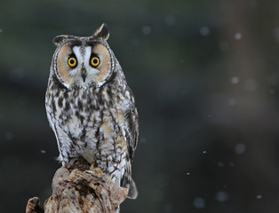 Posing Long-eared Owl