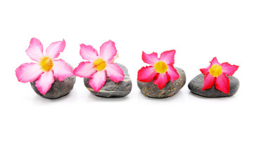 Obraz na płótnie Canvas Zen And Spa Stone With Fangipani Flower