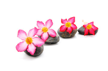 Obraz na płótnie Canvas Zen i spa z kamienia Fangipani Kwiat