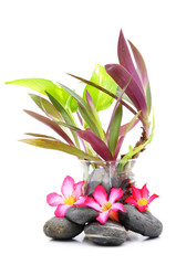 Fototapeta na wymiar Zen And Spa Stone With Frangipani Flower And Small Plant