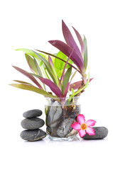 Zen And Spa Stone With Frangipani Flower And Small Plant