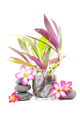 Zen And Spa Stone With Frangipani Flower And Small Plant