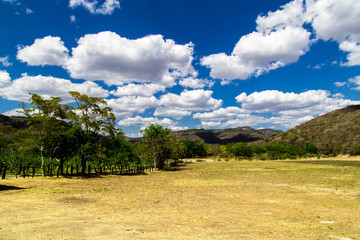 Fototapeta premium field with sky